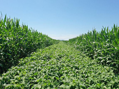 全国农技中心印发大豆玉米带状复合种植病虫草害防治技术指导意见
