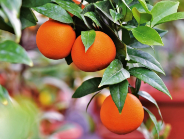 柑橘幼年樹的施肥管理！
