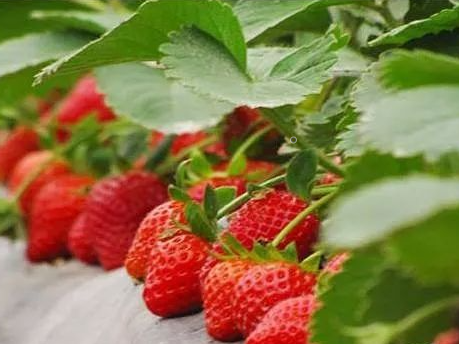 草莓高产栽培技术及管理方法